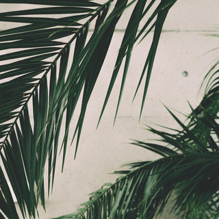 Psalm Trees photo